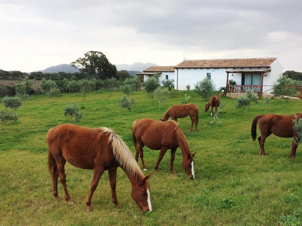 Agriturismo Mieleamaro Villa Olbia Esterno foto